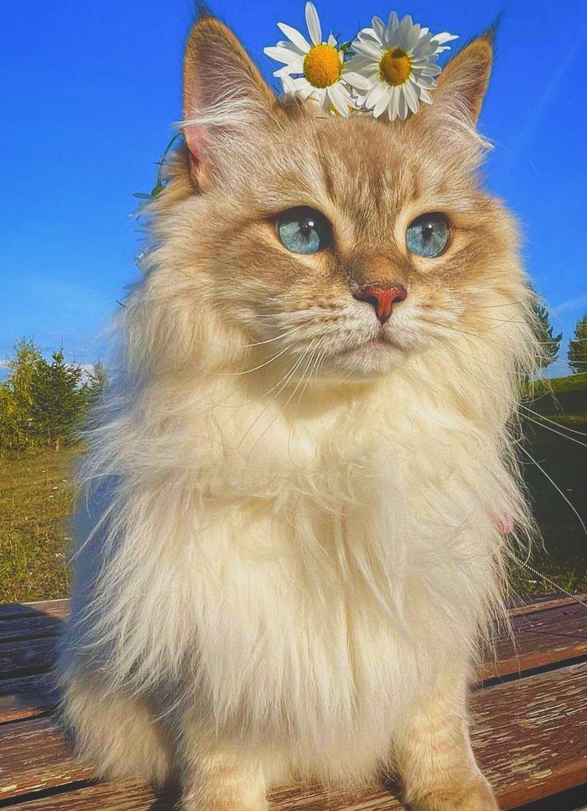 Long-haired cat with blue eyes sitting on a wooden bench against a natural background