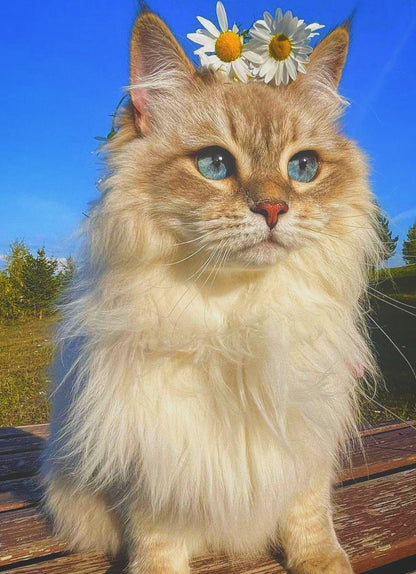 Long-haired cat with blue eyes sitting on a wooden bench against a natural background