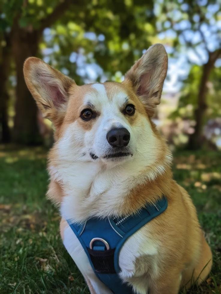 Dog wearing a blue harness in a park setting with green grass and trees.