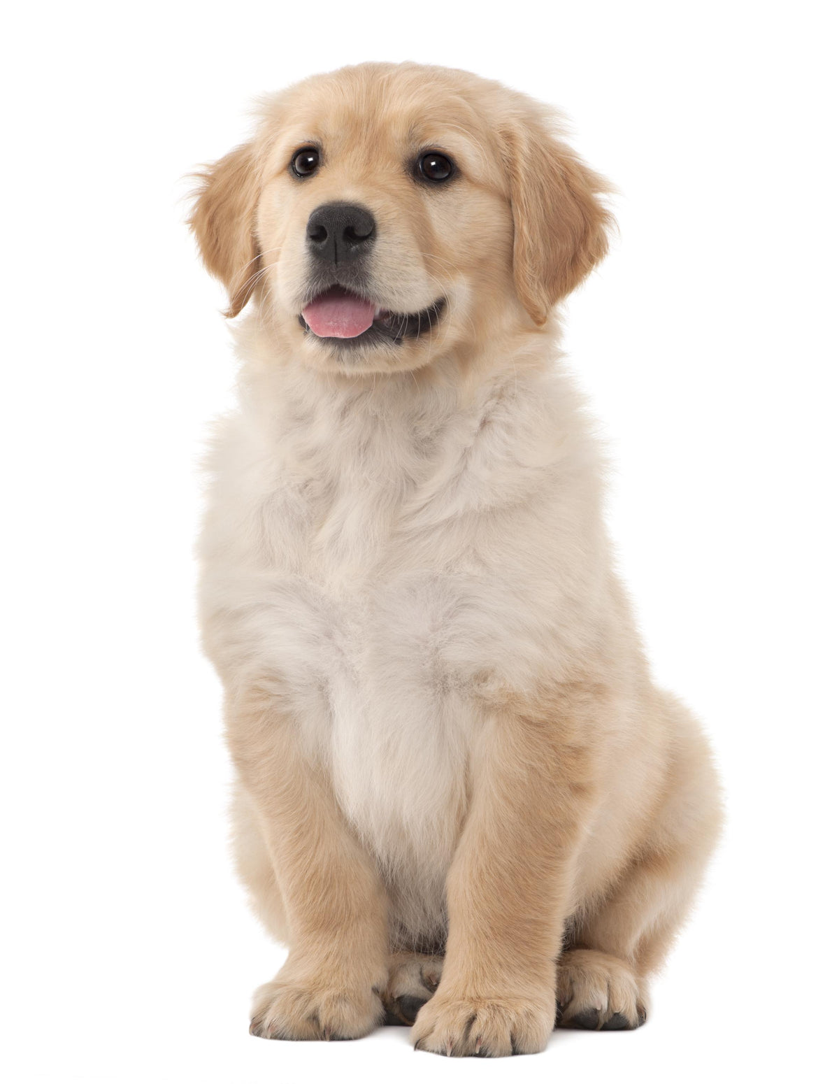 Golden retriever puppy sitting on a white background